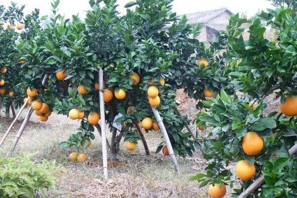 血橙怎么種 血橙種植技術與注意事項