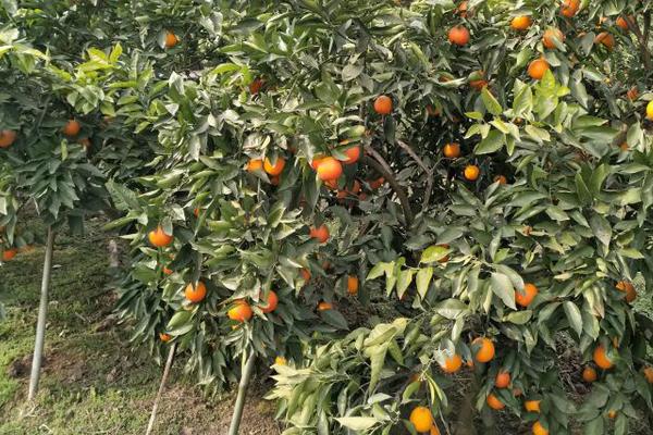 血橙怎么種 血橙種植技術與注意事項