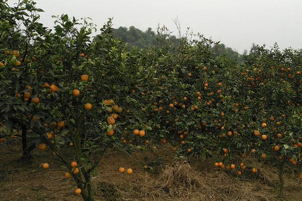 血橙怎么種 血橙種植技術與注意事項