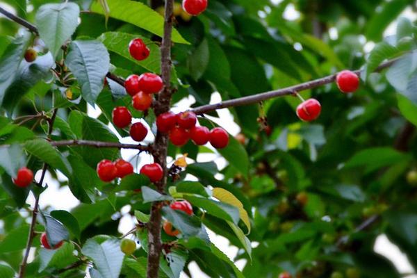 車厘子樹苗在哪里能買到 車厘子栽培技術