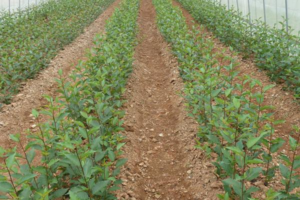 車厘子樹苗在哪里能買到 車厘子栽培技術