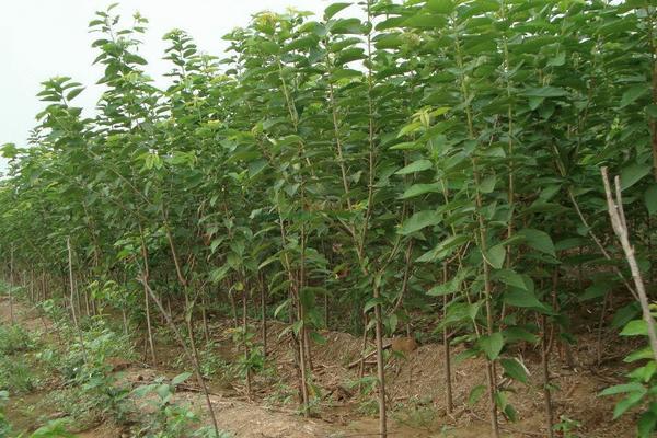 車厘子樹苗在哪里能買到 車厘子栽培技術