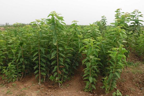 車厘子樹苗在哪里能買到 車厘子栽培技術