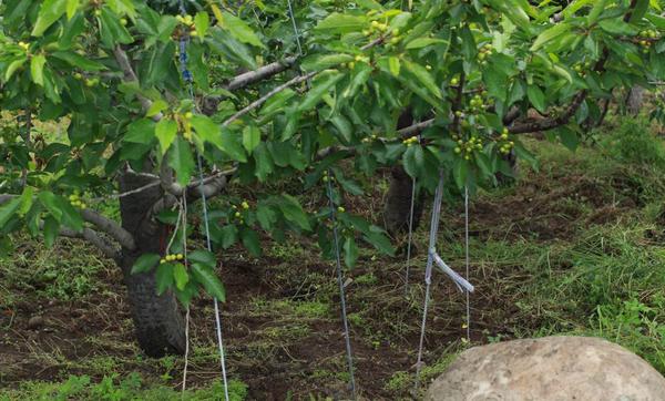 車厘子樹苗在哪里能買到 車厘子栽培技術