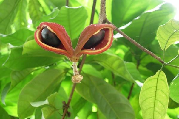 鳳眼果功效與作用及禁忌 鳳眼果營養價值