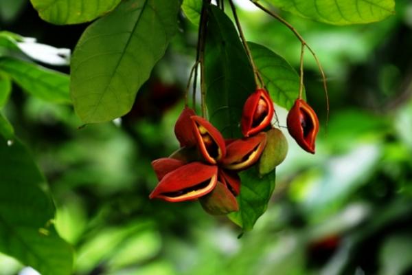 鳳眼果怎么吃 鳳眼果好吃嗎