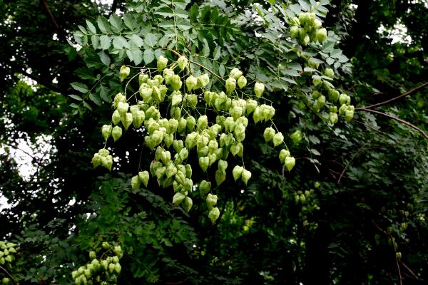 姑娘果怎么種 姑娘果種植技術(shù)與注意事項(xiàng)
