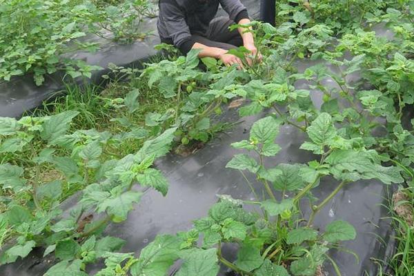 姑娘果怎么種 姑娘果種植技術(shù)與注意事項(xiàng)