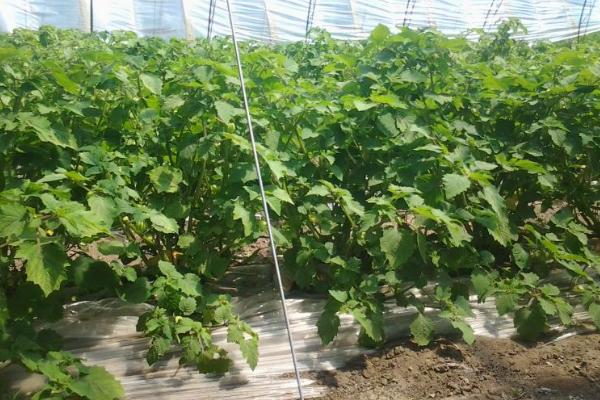 姑娘果怎么種 姑娘果種植技術(shù)與注意事項(xiàng)