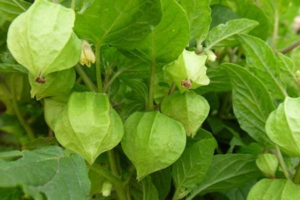 姑娘果怎么種 姑娘果種植技術(shù)與注意事項(xiàng)