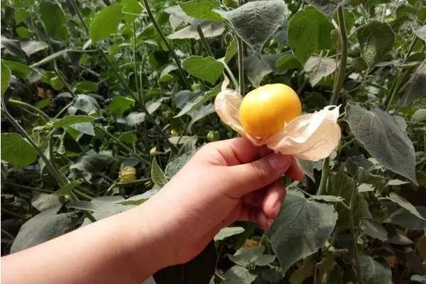 姑娘果怎么種 姑娘果種植技術(shù)與注意事項(xiàng)