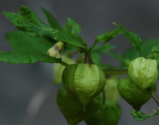 姑娘果怎么種 姑娘果種植技術(shù)與注意事項(xiàng)