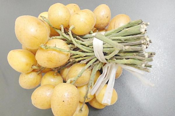 黃皮果哪個品種最好 黃皮果產(chǎn)地在哪里