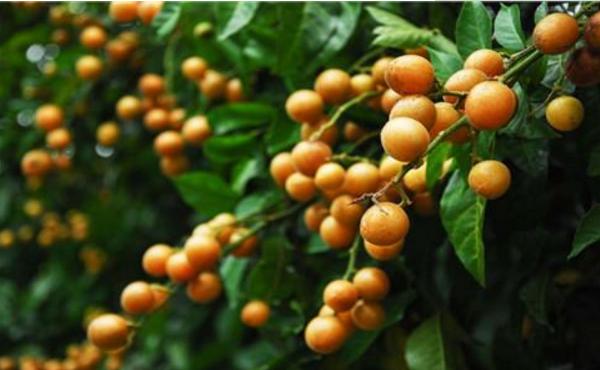 黃皮果哪個品種最好 黃皮果產地在哪里