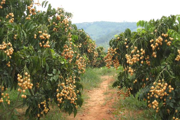 黃皮果哪個品種最好 黃皮果產地在哪里