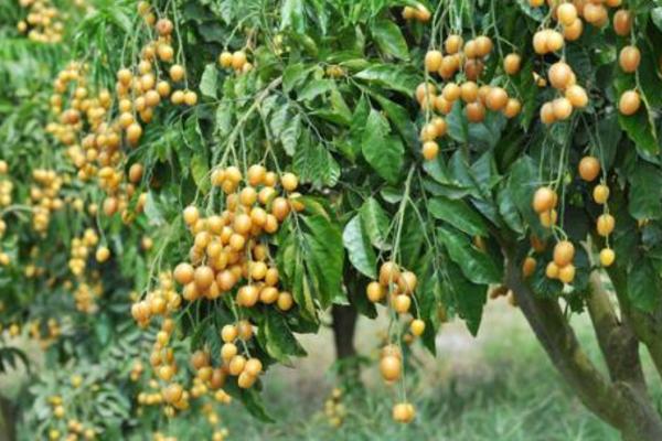 黃皮果哪個品種最好 黃皮果產地在哪里