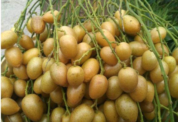 黃皮果哪個品種最好 黃皮果產地在哪里