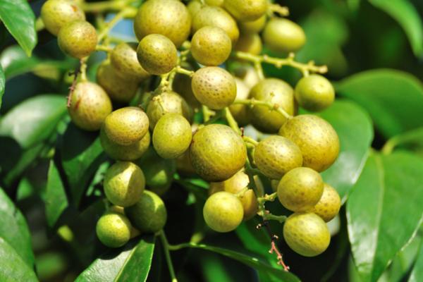 黃皮果市場價格多少錢一斤 黃皮果的營養(yǎng)價值