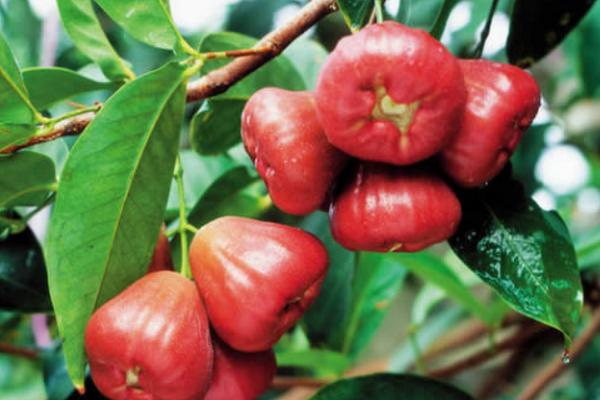 蓮霧怎么吃要削皮嗎 蓮霧皮可以吃嗎