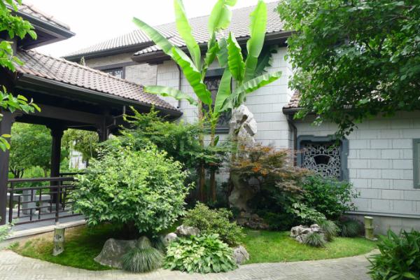 種芭蕉樹有什么作用(風水) 芭蕉樹的果實是什么