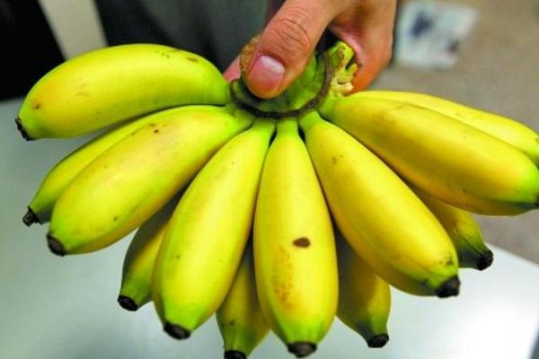 種芭蕉樹有什么作用(風水) 芭蕉樹的果實是什么
