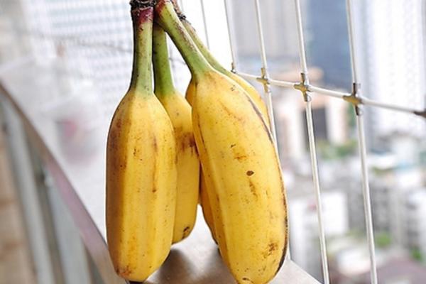 種芭蕉樹有什么作用(風水) 芭蕉樹的果實是什么