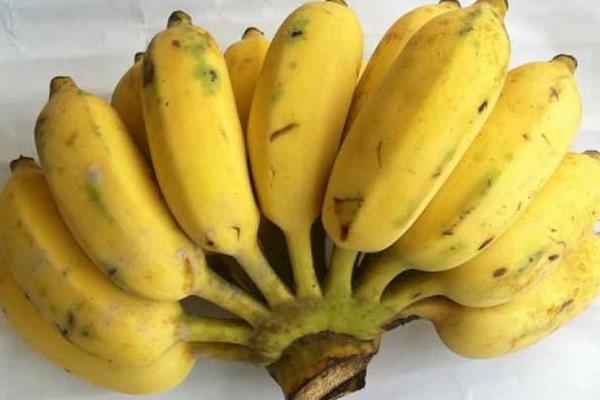 種芭蕉樹有什么作用(風水) 芭蕉樹的果實是什么