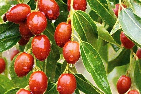 金絲小棗的功效與作用 金絲小棗營(yíng)養(yǎng)價(jià)值