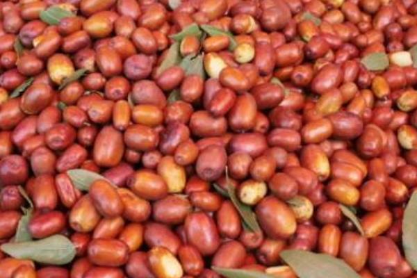 金絲小棗市場價格多少錢一斤 金絲小棗幾月成熟上市銷售