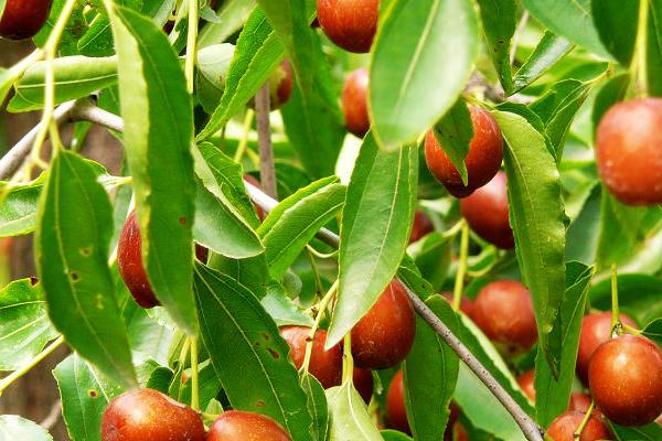 金絲小棗產(chǎn)地在哪里 金絲小棗是什么季節(jié)的水果