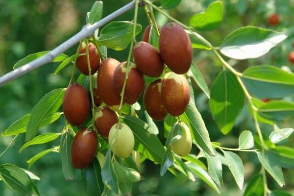 金絲小棗產(chǎn)地在哪里 金絲小棗是什么季節(jié)的水果