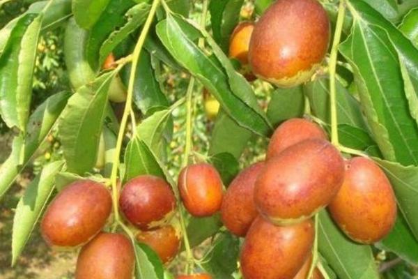 金絲小棗產(chǎn)地在哪里 金絲小棗是什么季節(jié)的水果