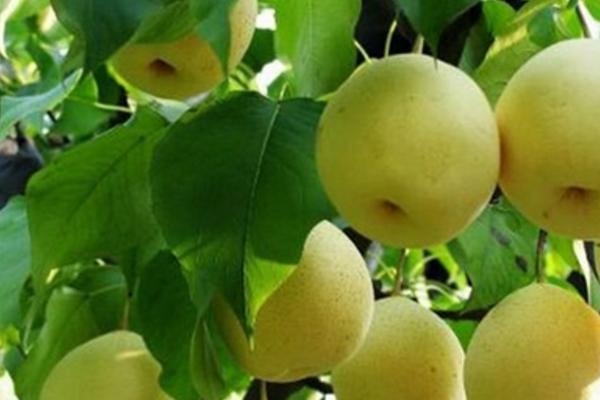 冬果梨的功效與作用及禁忌 冬果梨營養價值