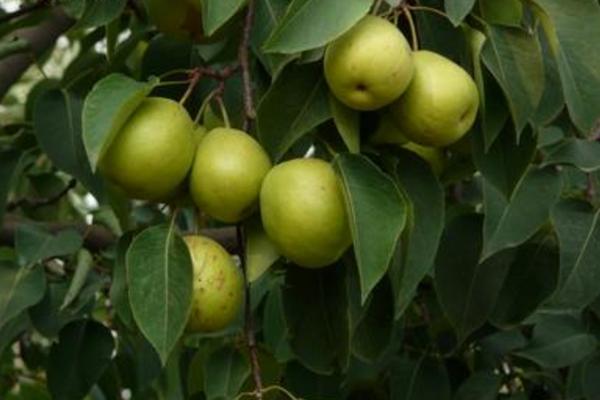 冬果梨的功效與作用及禁忌 冬果梨營養價值