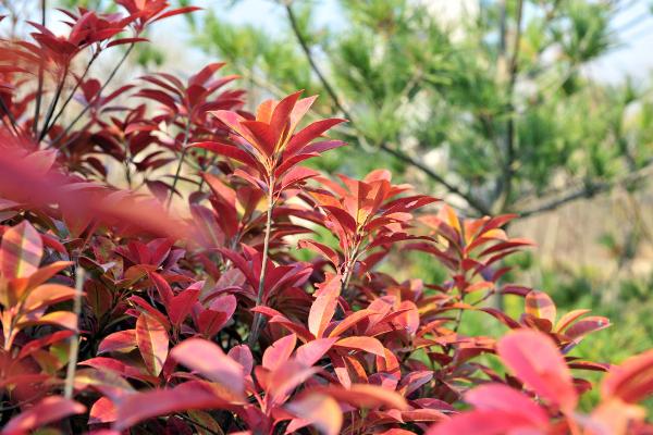 紅葉石楠圖片大全 紅葉石楠怎么造型好看