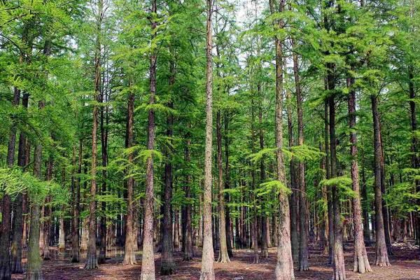 水杉圖片大全（含盆景） 水杉是什么植物
