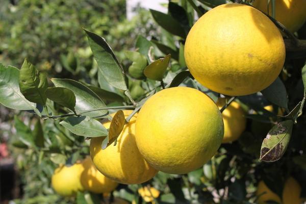 胡柚和西柚的區別是什么 胡柚的功效與作用