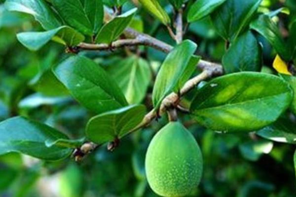 薜荔果可以生吃嗎（怎么吃） 薜荔果幾月可以摘