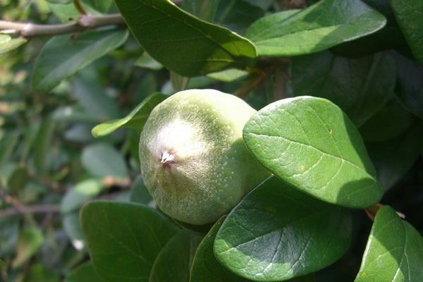 薜荔果和木蓮果的區別是什么 薜荔果的吃法