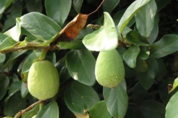 薜荔果和木蓮果的區別是什么 薜荔果的吃法