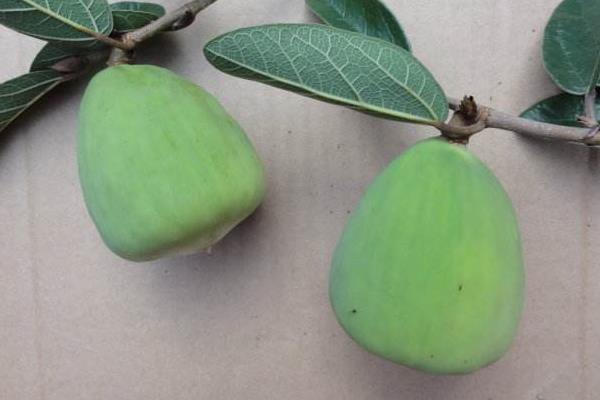 薜荔果和木蓮果的區別是什么 薜荔果的吃法