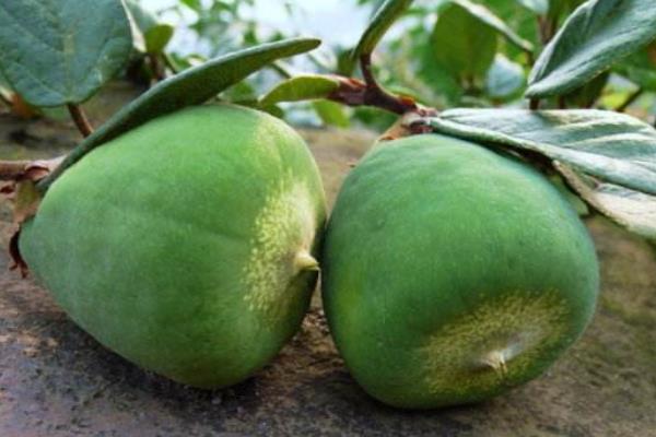 薜荔果和木蓮果的區別是什么 薜荔果的吃法