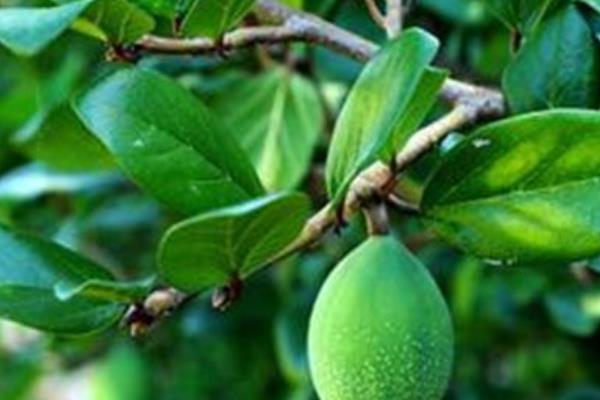 幾月的薜荔果可制涼粉 薜荔果曬干怎么食用