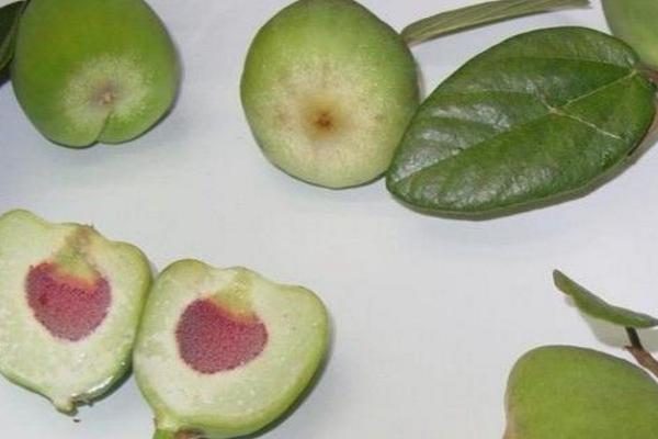 薜荔果市場價格多少錢一斤 薜荔果的藥用價值與功效