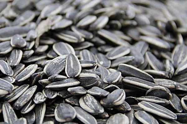 瓜子熱量是多少 吃瓜子會發(fā)胖嗎