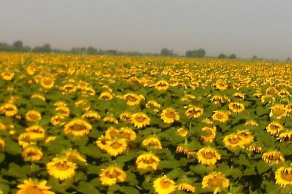 瓜子怎么種 瓜子種的時候要泡嗎