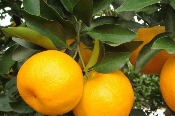 蘆柑和丑橘的區(qū)別是什么 蘆柑和橘子的區(qū)別