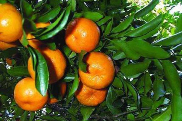 蘆柑什么時候成熟（幾月） 蘆柑是什么季節的水果