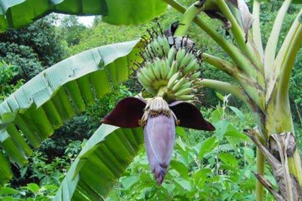 芭蕉的功效與作用及禁忌 芭蕉營養(yǎng)價值