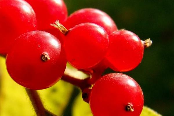 紅果功效與作用及禁忌 紅果營養價值